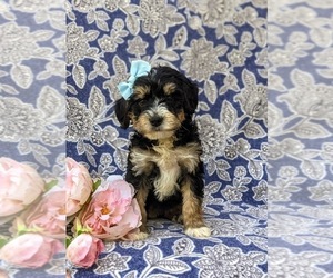 Miniature Bernedoodle-Poodle (Miniature) Mix Puppy for sale in OXFORD, PA, USA