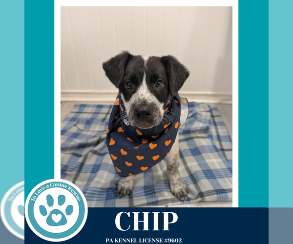 Medium Photo #2 Labrador Retriever-Unknown Mix Puppy For Sale in Kimberton, PA, USA