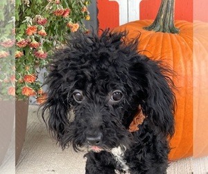 Poodle (Miniature) Puppy for sale in DUNDEE, OH, USA