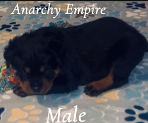 Rottweiler Puppy for sale in WOODSTOCK, VA, USA