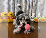 Small #1 Cavapoo (Miniature)