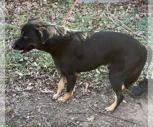 Max - Male Mutt Dog for Adoption - Photo #4