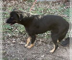 Small Photo #4 Mutt Puppy For Sale in Harrison, AR, USA