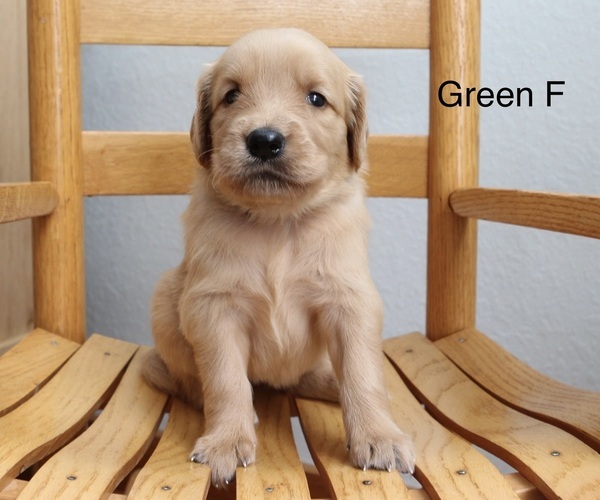 Medium Photo #2 Golden Retriever Puppy For Sale in GREENEVILLE, TN, USA