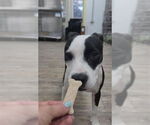 Small #15 American Pit Bull Terrier Mix