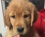 Small Photo #14 Golden Retriever Puppy For Sale in LOVELADY, TX, USA