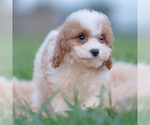Puppy Sable F1 Cavapoo (Miniature)