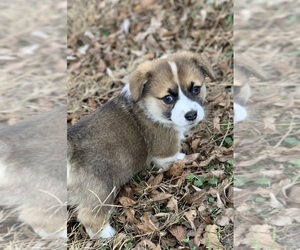 Pembroke Welsh Corgi Puppy for sale in CASTROVILLE, TX, USA