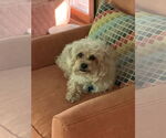 Small #3 Maltese-Poodle (Toy) Mix