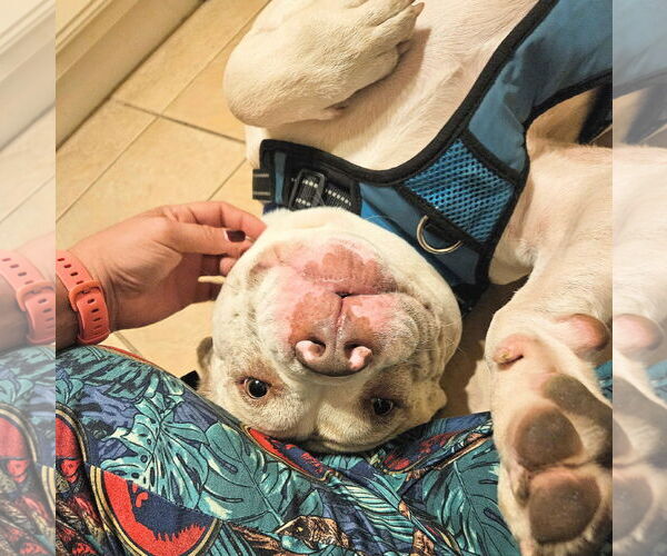 Medium Photo #8 American Staffordshire Terrier-Unknown Mix Puppy For Sale in Tampa, FL, USA