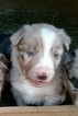 Small Photo #1 Border Collie Puppy For Sale in RANDOLPH, AL, USA