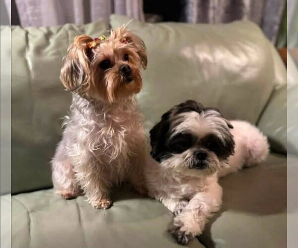 Medium Photo #1 Shih Tzu Puppy For Sale in Caldwell, NJ, USA