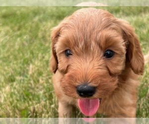 Goldendoodle (Miniature) Puppy for sale in HULL, IA, USA