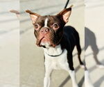 Small Boston Terrier