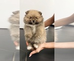 Small #7 Pomeranian