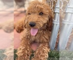 Small Photo #26 Goldendoodle-Poodle (Toy) Mix Puppy For Sale in MENIFEE, CA, USA