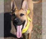 Small German Shepherd Dog Mix