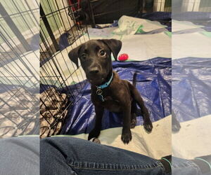 Labrador Retriever-Unknown Mix Dogs for adoption in Plainfield, IL, USA