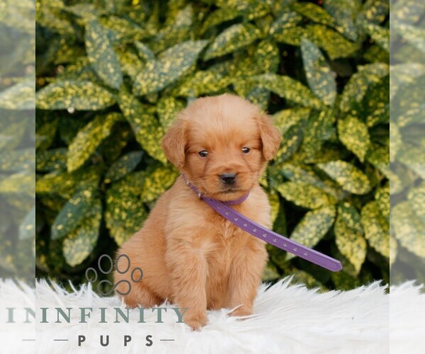Medium Photo #1 Golden Retriever Puppy For Sale in NEW HOLLAND, PA, USA
