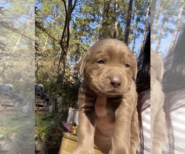 Medium Photo #7 Labrador Retriever Puppy For Sale in MAGNOLIA, TX, USA