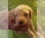 Puppy 7 Goldendoodle-Poodle (Miniature) Mix