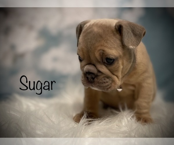 Medium Photo #2 Bulldog Puppy For Sale in SPRING, TX, USA
