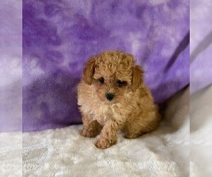 Poodle (Toy) Puppy for sale in ORO VALLEY, AZ, USA