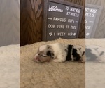 Small Photo #4 Welsh Cardigan Corgi Puppy For Sale in SUN PRAIRIE, WI, USA