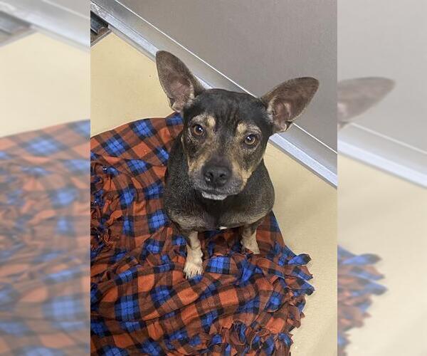 Medium Photo #2 Black Mouth Cur-Unknown Mix Puppy For Sale in Pasadena, TX, USA