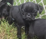 Small Photo #4 Pug Puppy For Sale in HILLSDALE, MI, USA