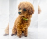 Small Photo #6 Poodle (Miniature) Puppy For Sale in KEIZER, OR, USA