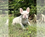 Small #1 French Bulldog
