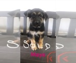 Small Photo #6 German Shepherd Dog Puppy For Sale in HILLSBORO, IL, USA