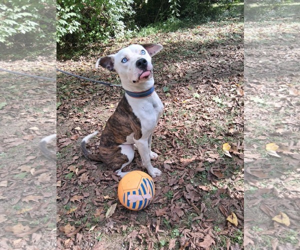 Medium Photo #4 American Pit Bull Terrier-Unknown Mix Puppy For Sale in Germantown, OH, USA