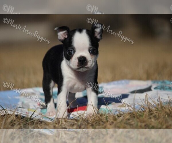 Medium Photo #1 Boston Terrier Puppy For Sale in LAMAR, MO, USA
