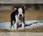 Small Photo #1 Boston Terrier Puppy For Sale in LAMAR, MO, USA