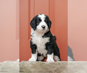 Bernedoodle Puppy for sale in NEW VIENNA, OH, USA