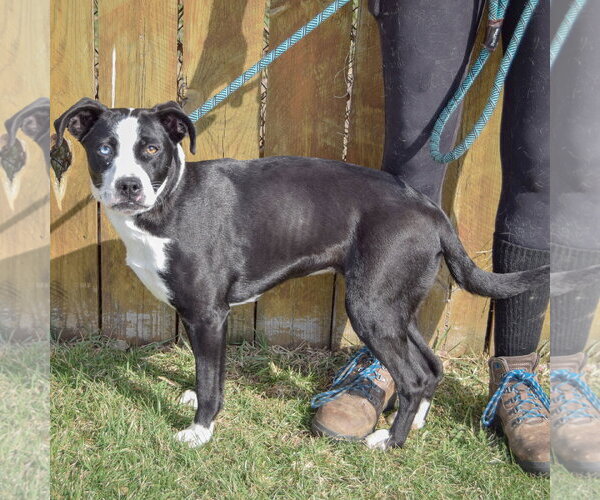 Medium Photo #2 Border Collie-Unknown Mix Puppy For Sale in Huntley, IL, USA