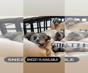 Miniature Schnauzer-Poodle (Miniature) Mix Puppy for sale in MADERA, CA, USA