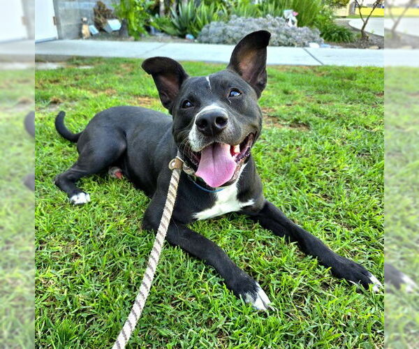 Medium Photo #3 American Pit Bull Terrier-Unknown Mix Puppy For Sale in Long Beach, CA, USA