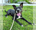 Small #2 American Pit Bull Terrier Mix