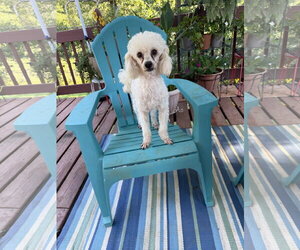 Poodle (Miniature) Dogs for adoption in Pacolet, SC, USA