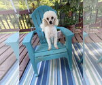 Andrew Aug 26 - Male Poodle (Miniature) Dog for Adoption - Small photo