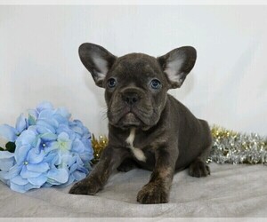 French Bulldog Puppy for sale in FREDERICKSBG, OH, USA