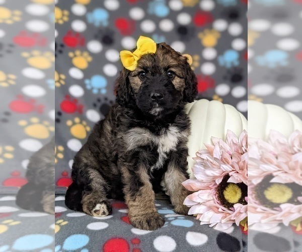 Medium Photo #3 Aussiedoodle Puppy For Sale in OXFORD, PA, USA