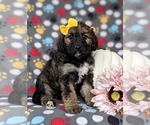 Small Photo #3 Aussiedoodle Puppy For Sale in OXFORD, PA, USA