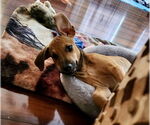 Small #1 Labrador Retriever Mix