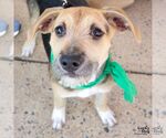 Small #2 Mutt