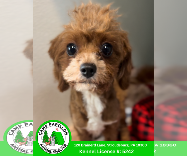 Medium Photo #1 Cavapoo (Miniature) Puppy For Sale in Stroudsburg, PA, USA