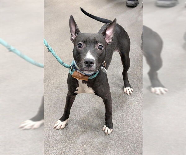 Medium Photo #1 Mutt Puppy For Sale in Forestville, MD, USA